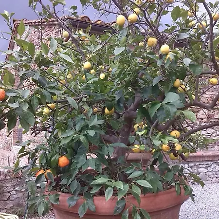 Farm stay Buoninsegna *