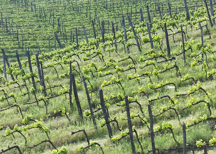 Buoninsegna * Rapolano Terme